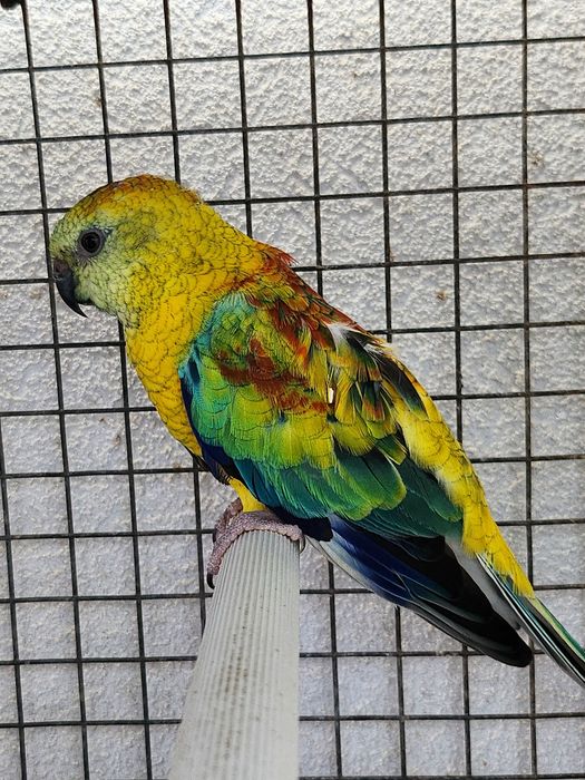 Red rumped macho