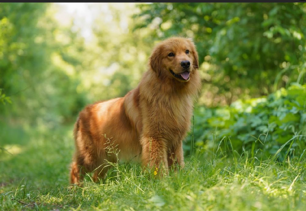 Golden Retriever Krycie / Reproduktor Import Z Włoch Linia Amerykańska