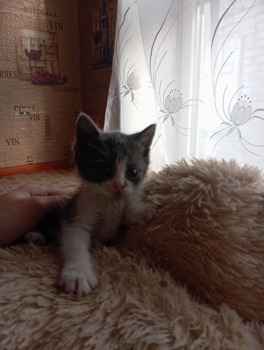 Віддам котиків, у добрі ручки!