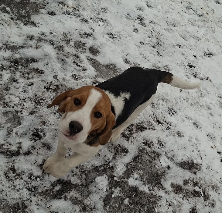 Sprzedam pieska Beagiel