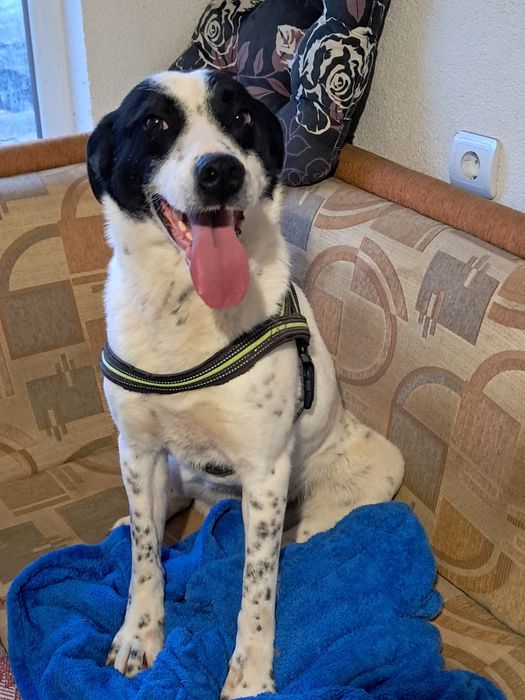 BRUS- 3 letni, wesoły żywiołowe