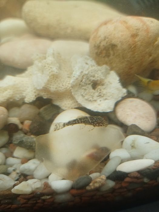 Сомик анцитрус мальки