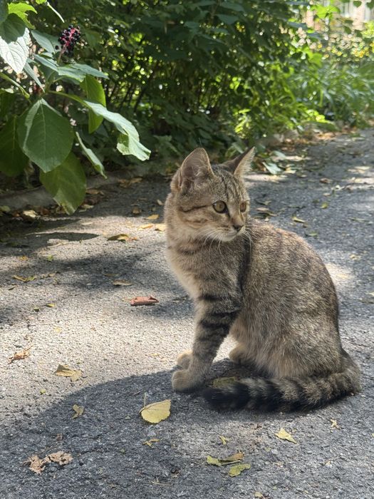 Кошеня у добрі руки