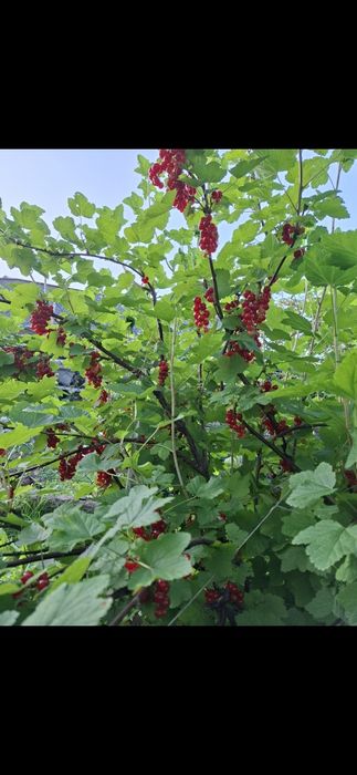 Działka ROD w Oleśnicy