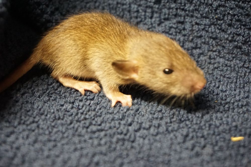 Szczur, szczury, szczurki devil, dumbo, syjamskie, rex