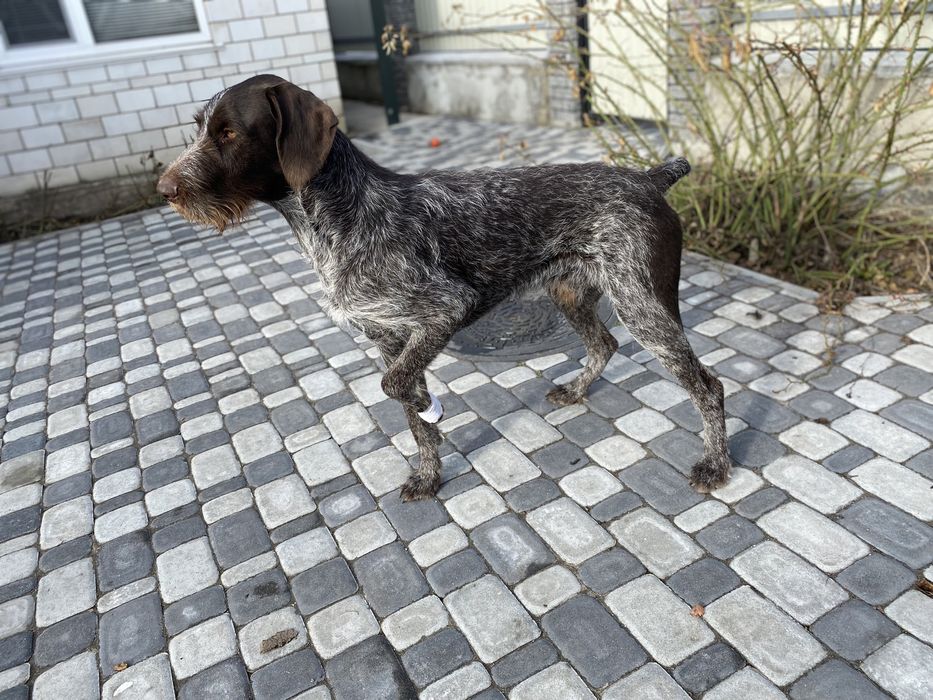 Дратхаар для вязки