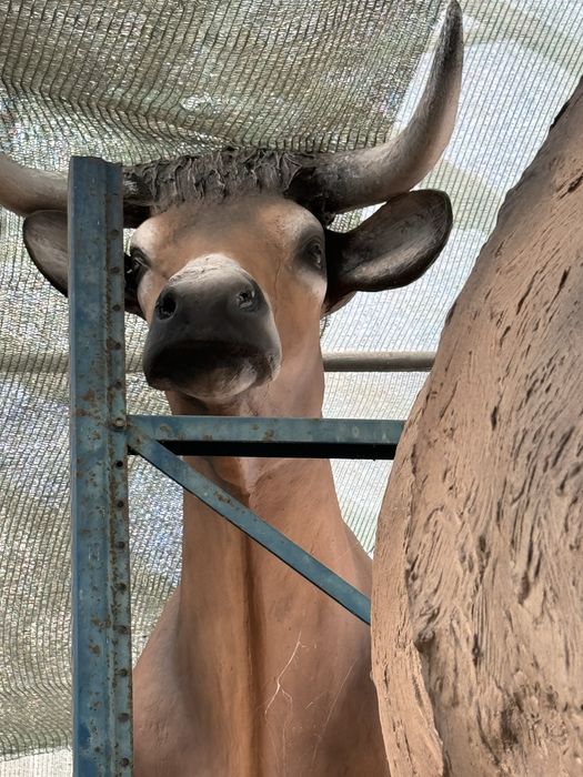 Vacas, tourinas, vitelas | Fibra | Tamanho Real | Animal