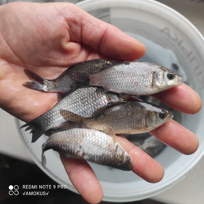 Продається живець