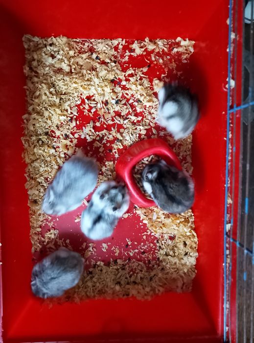 Джунгарские хомячки