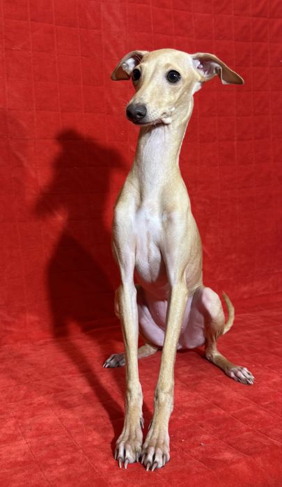 Charcik Wloski szczenięta sunia suczka