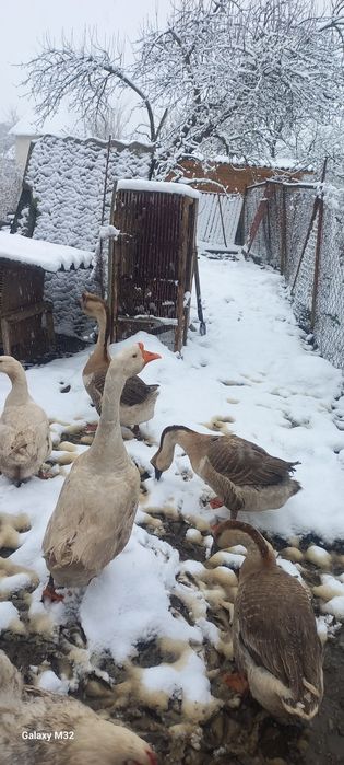 Гусак білий  продам