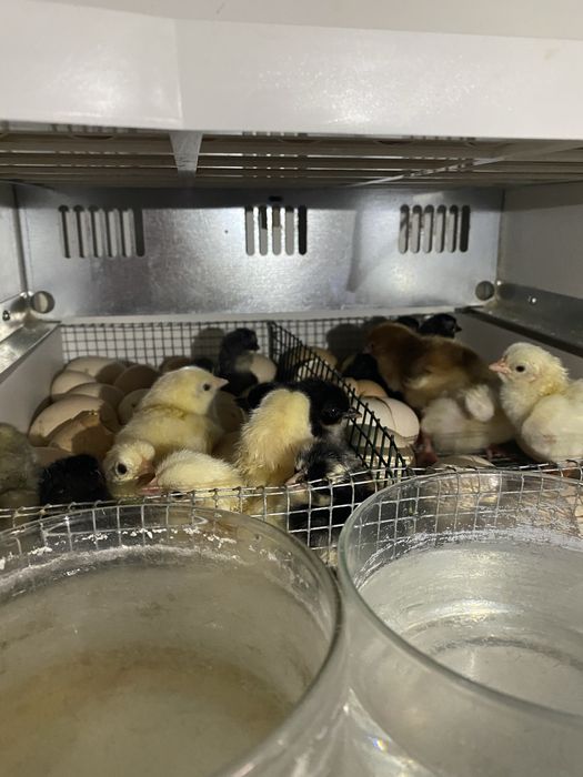 Pintos varias cores e idades