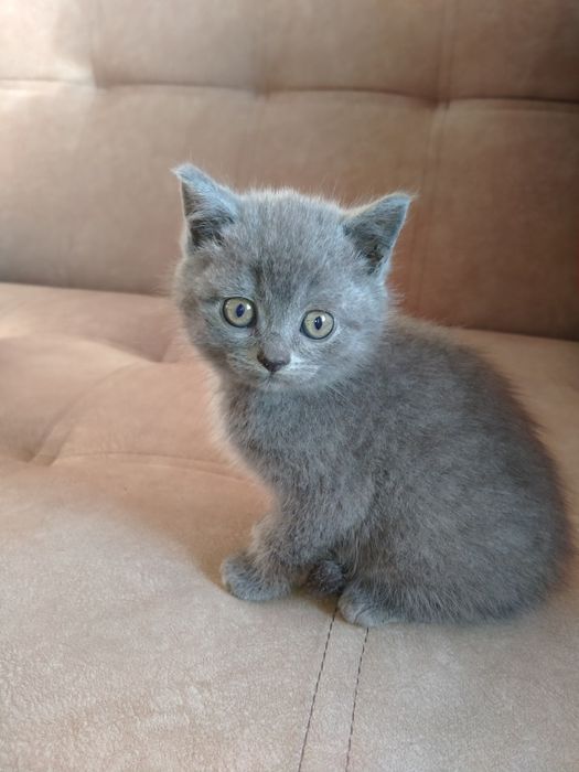 Британські малюки!