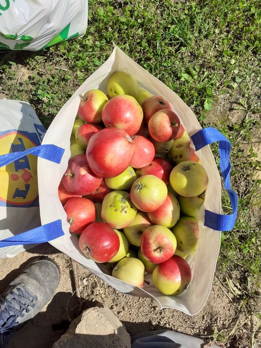 Orzechy Włoskie ZIELONE i Różne Owoce