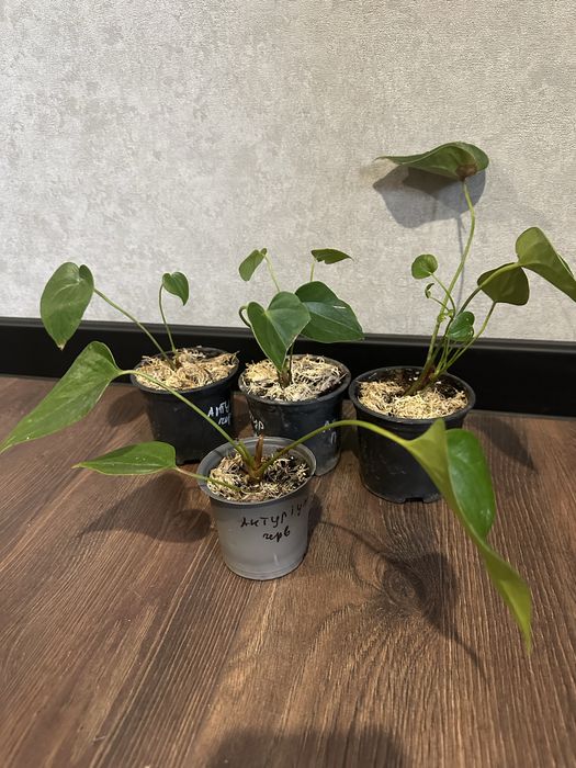 Антуріум, кімнатні рослини