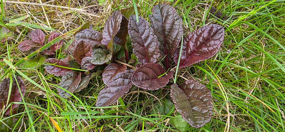 Dąbrówka rozłogowa Ajuga reptans