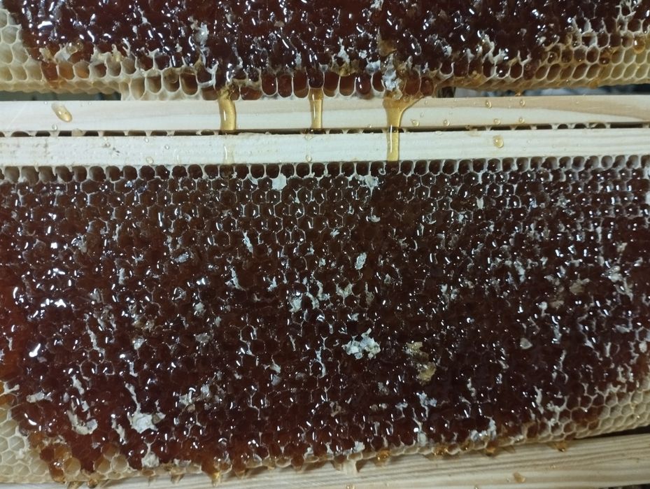 Sprzedam miód w wiadrach