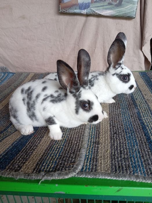 Rex dalmatyński czarny, młode