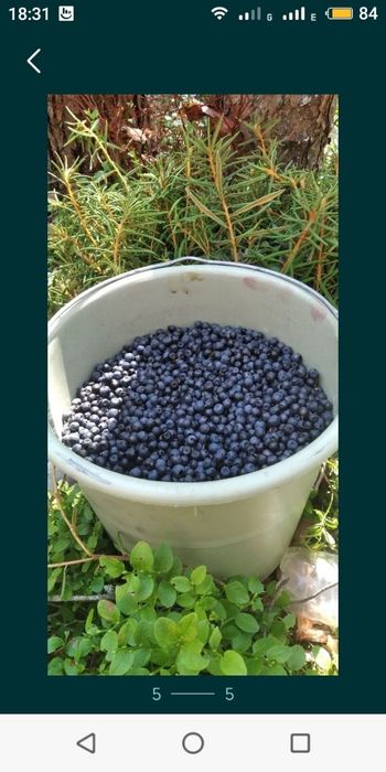 Чорниця сушена з Карпат