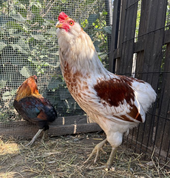 Araucany, kogut, koguty, kury, rasa ozdobna