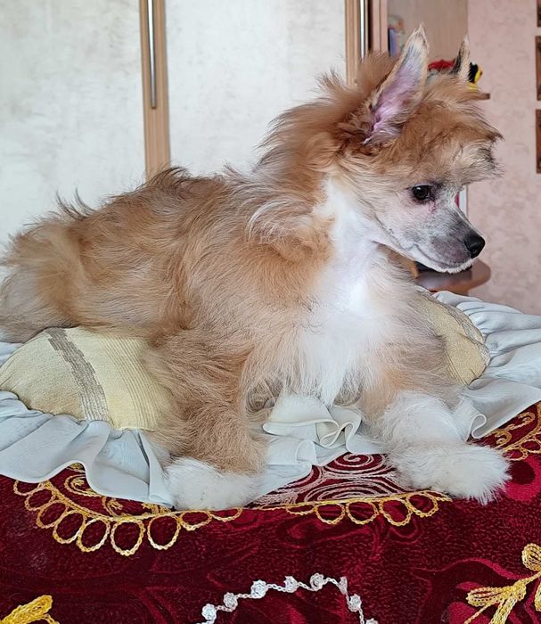 Пухнасте цуценя китайської хохлатої