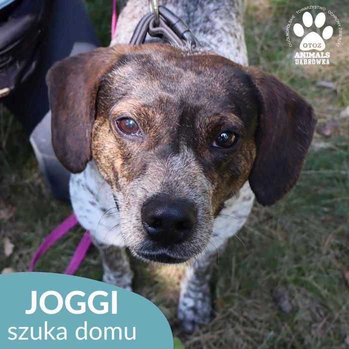 Joggi szuka domu !