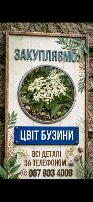 Закупівля цвіту  бузини та іншої лікарської сировини