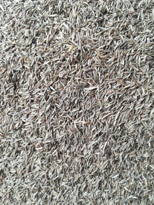 Sprzedam nasiona traw