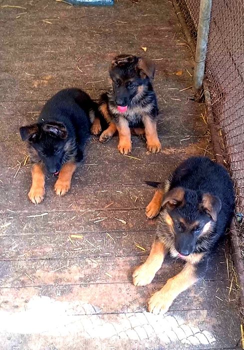 Щенки стандарт от яркой пары.