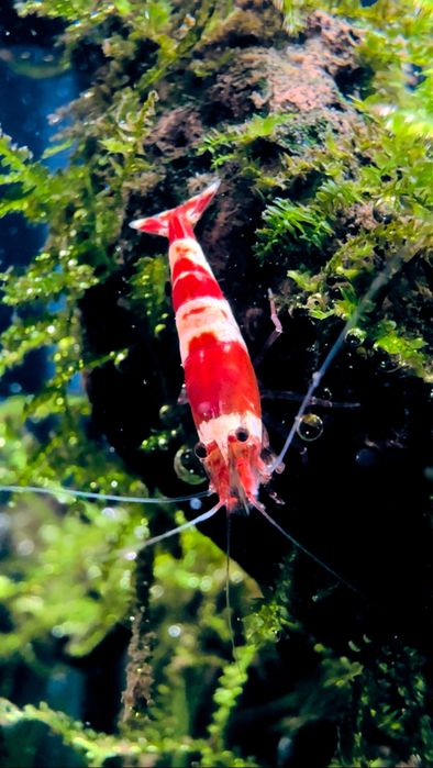 Krewetki Caridina Crystal Red
