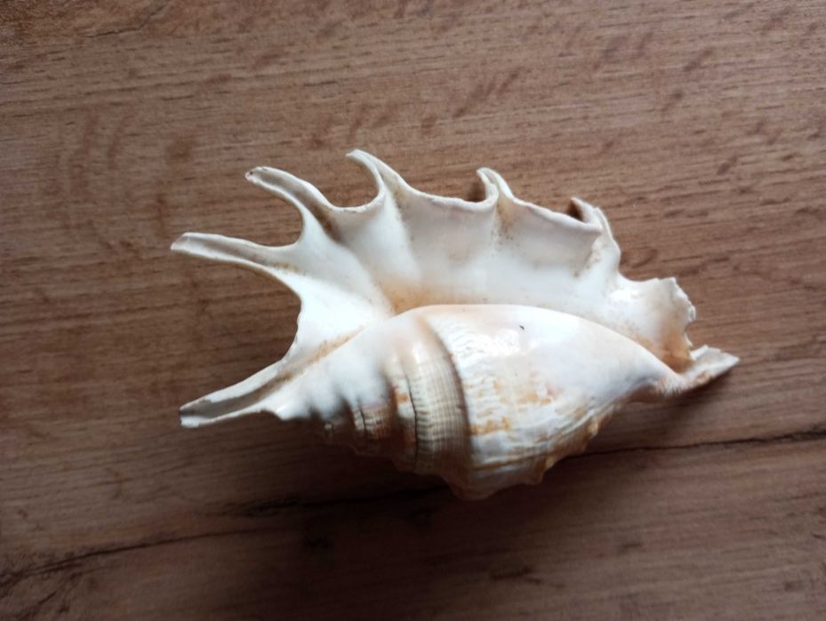 Мушля ракушка Лямбис