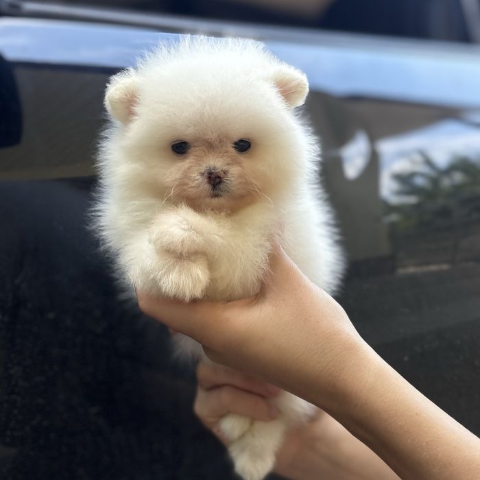 ляльковий ведмедик шоу класса