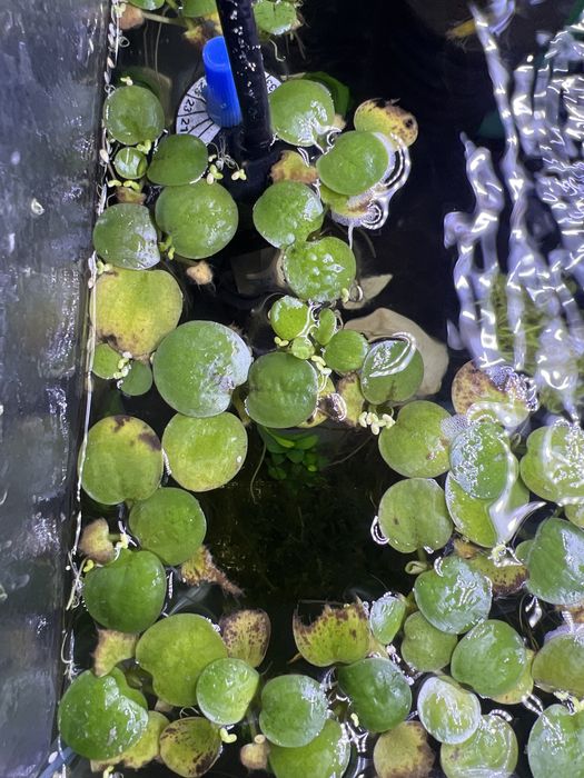 Amazon Frogbit (Limnobium laevigatum) porção
