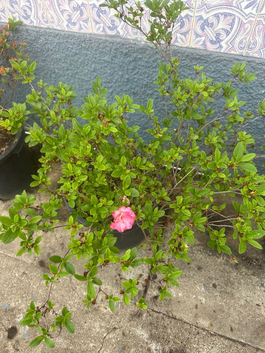 Planta, Azáleas e alguns vasos.