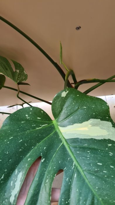 Monstera Thai roślina