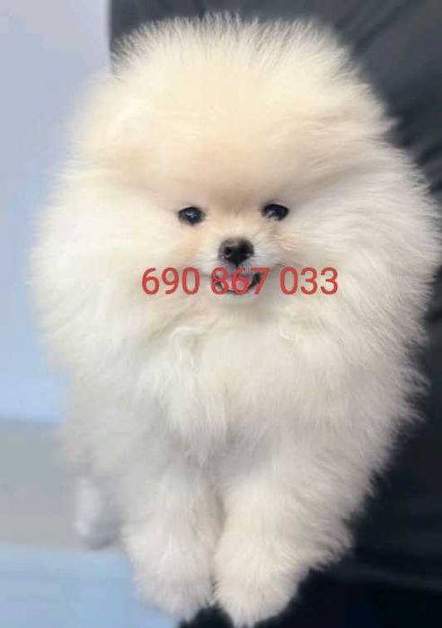 !!! Maleńki miś mini pomeranian!!!