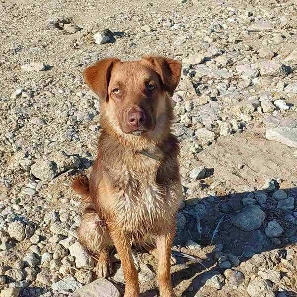 Шоколадный Каспер ищет дом