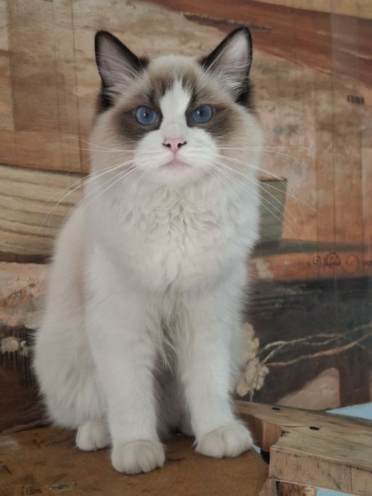 Koteczka seal bi color Fpl