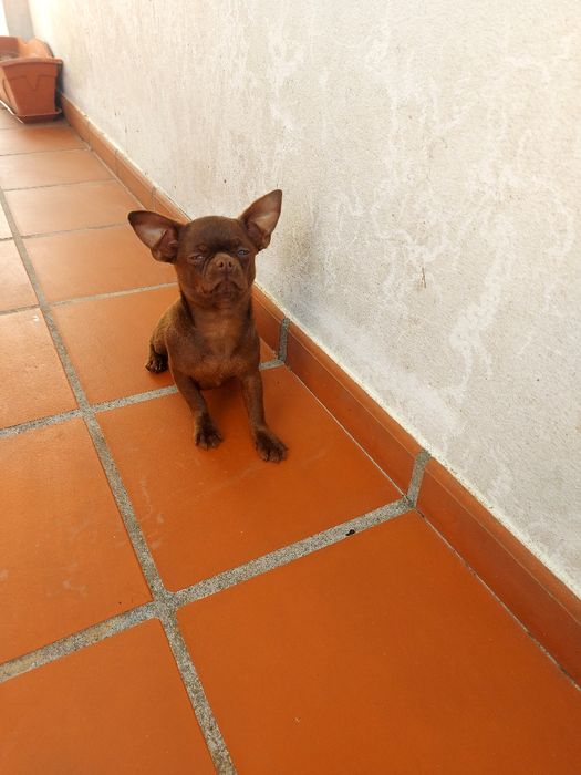 Excelente Chihuahua Macho