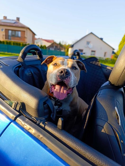 Majestatyczny amstaff