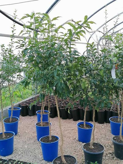 Árvores de Fruto - Citrinos