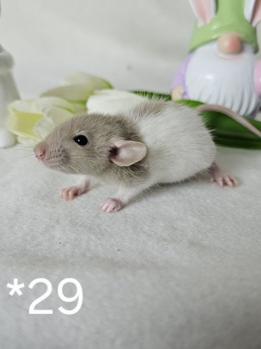 Szczurki szczurek szczury