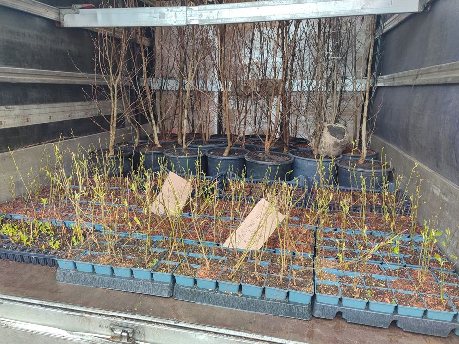 Магнолії  в контейнерах 20л