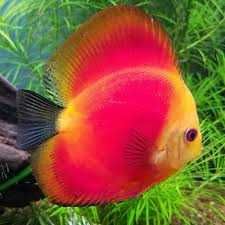 GB DYSKOWCE Paletka Red Melon | Rozmiar "S" 4-4,5cm - dowóz ryb!