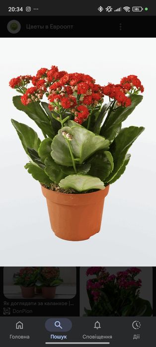 Каланхоє червоне