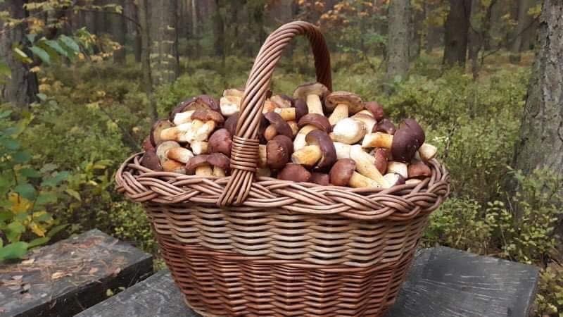 GRZYBKI - Zbieram zamowienia  :)