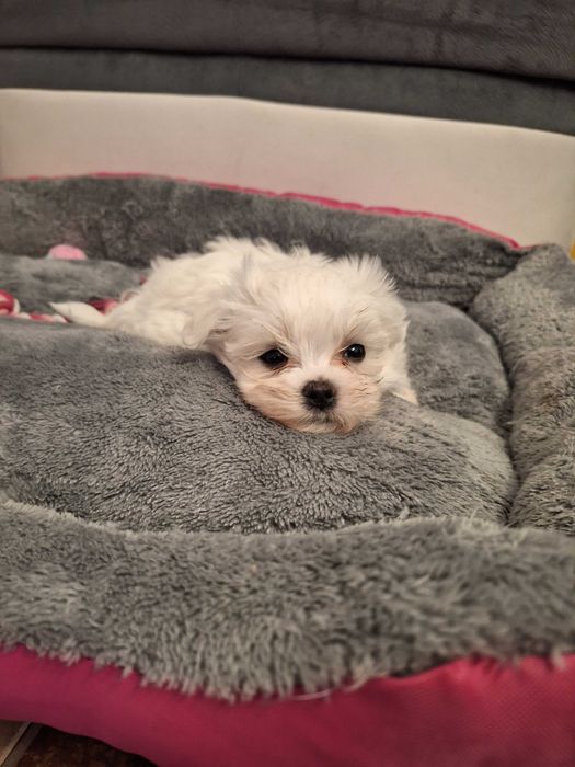 Maltańczyki z Domowej Hodowli