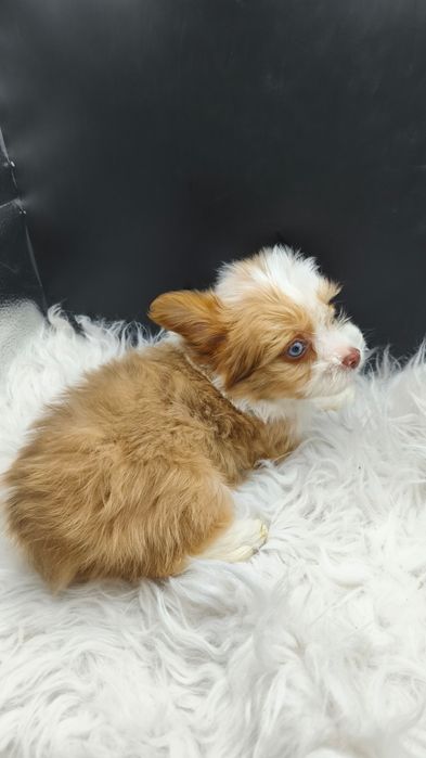 Эксклюзив Йорк/чихуахуа голубые глаза