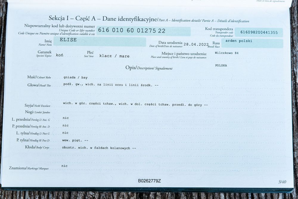 Sprzedam klacz rasy Arden Polski