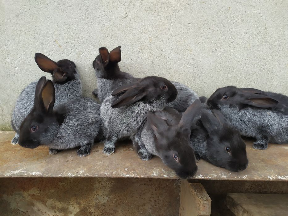 Продаю кролі Полтавське срібло